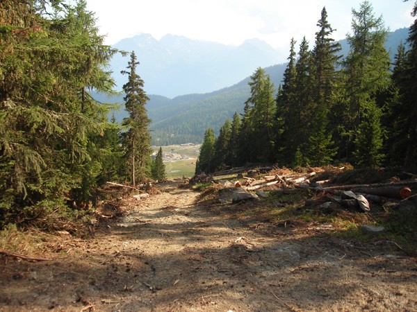 alberi abbattuti per la linea del nuovo impianto