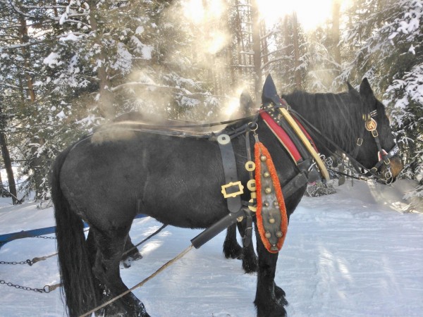 Cavallo fumante...dopo aver trainato con fatica una ventina di sciatori sulla pista di Armentarola - Alta Badia, 29/01/2014