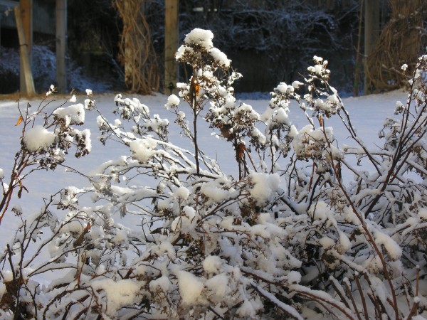 Fiori invernali a Santa Cristina (Valgardena)