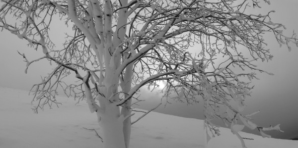 Un albero di neve...