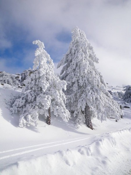 Pini innevati sul Monte Limbara, Tempio Pausania (OT), Sardegna!