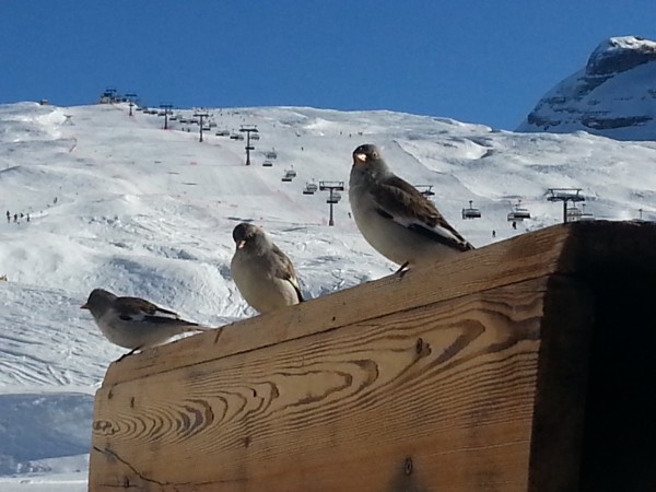 Veduta sul Passo Grostè (Madonna di Campiglio)