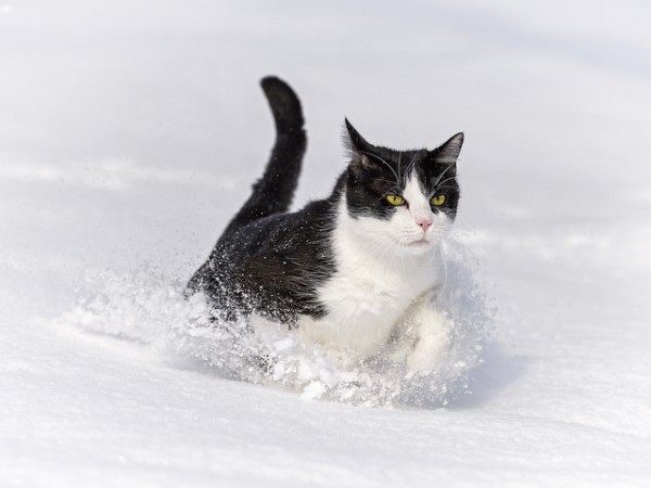 C__Data_Users_DefApps_AppData_INTERNETEXPLORER_Temp_Saved Images_3-cat-in-the-snow.jpg