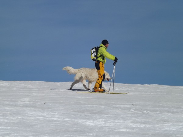 Sciando in Abruzzo, sulla Maiella, Parco Nazionale. Con &quot;Piccolo&quot; pastore abruzzese di due anni