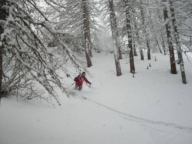 Monfro tra gli alberi....