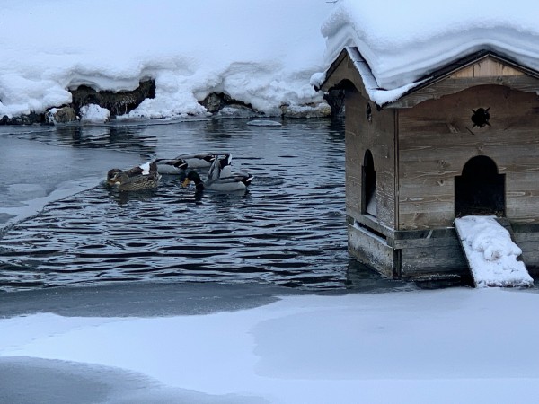 Stagno d'inverno