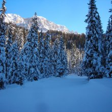 boschi_campiglio.jpg