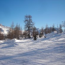 larici_campiglio.jpg