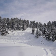 boschi_nendaz.jpg