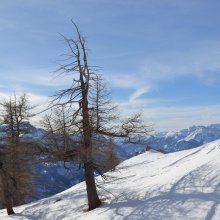 larici-serre-chevalier.jpg