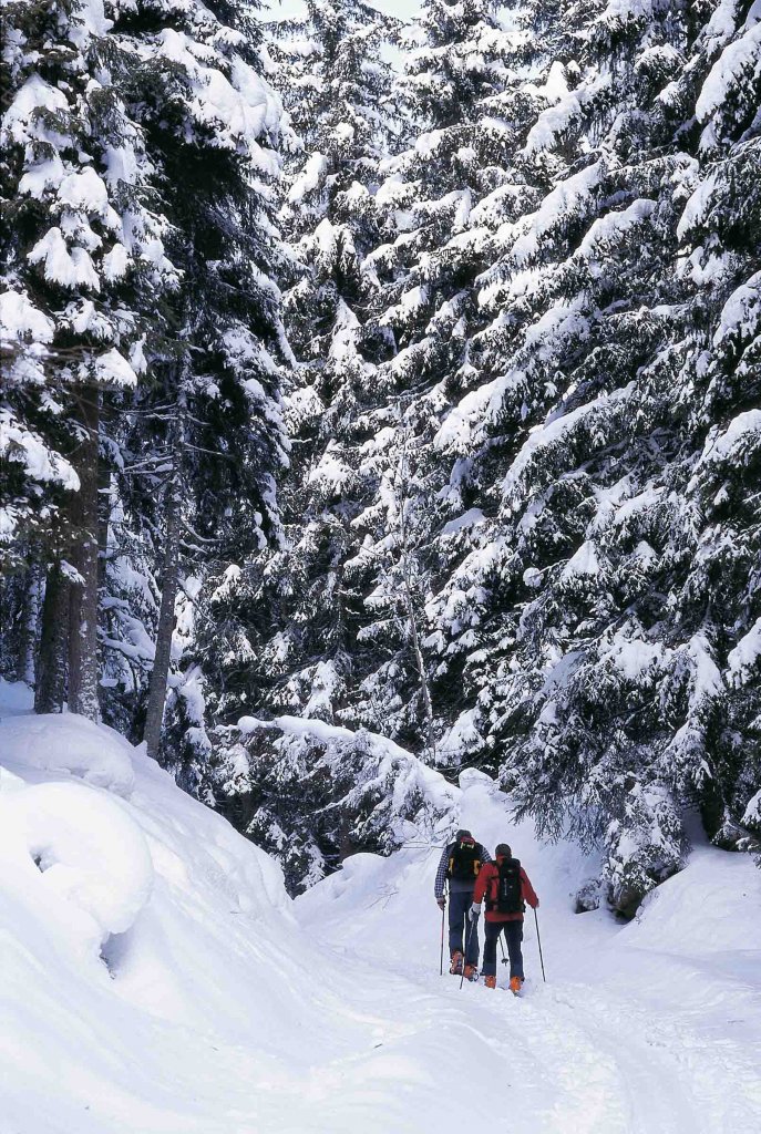 Clicca per vedere l'immagine alla massima grandezza