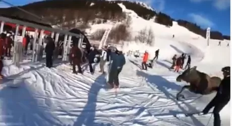 ARE - Alce invade pista da sci, video