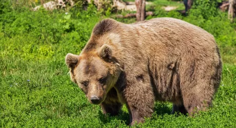 TRENTINO - Un orso aggredisce padre e figlio tra Val di Non e Val di Sole
