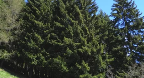 Arriva dal Trentino l'albero di Natale In piazza San Pietro 