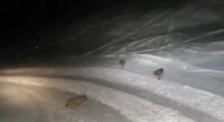 ALTO ADIGE - Lupi in pista in Alta Badia, video