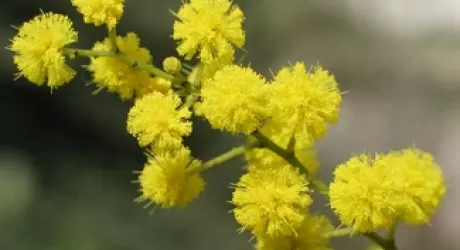 APRICA - 8 marzo con skipass a meta' prezzo per le donne