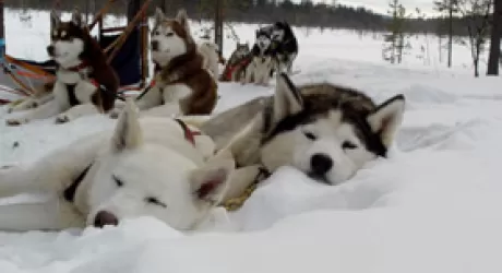 VANCOUVER - La mattanza dei cani da slitta: 100 husky uccisi, non servivano più