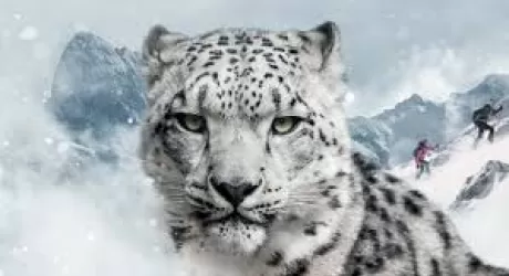 DYNAFIT Snow Leopard Day 2017: raccolti quasi 10mila euro per la tutela del leopardo delle nevi