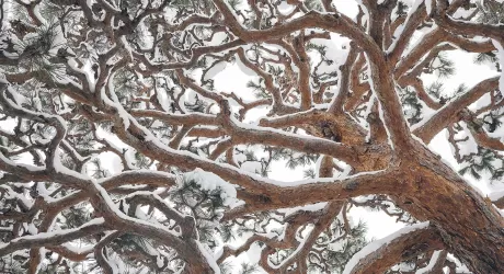 Treeline, uno ski movie al giorno, N 22