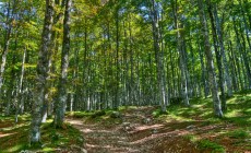 PAGANELLA - Sai cos'è il forest bathing?