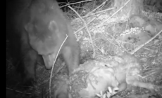 Vari avvistamenti dell'orso in Valle Camonica, video