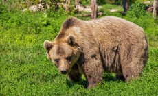 TRENTINO - Un orso aggredisce padre e figlio tra Val di Non e Val di Sole